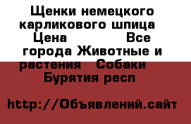 Щенки немецкого карликового шпица › Цена ­ 20 000 - Все города Животные и растения » Собаки   . Бурятия респ.